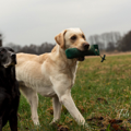 2023-Hunde-Training-Meerbusch-web-0614