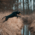 2023-Hunde-Training-Meerbusch-web-2769