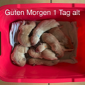 erste tag