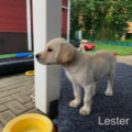L Lester