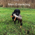 FT Enten