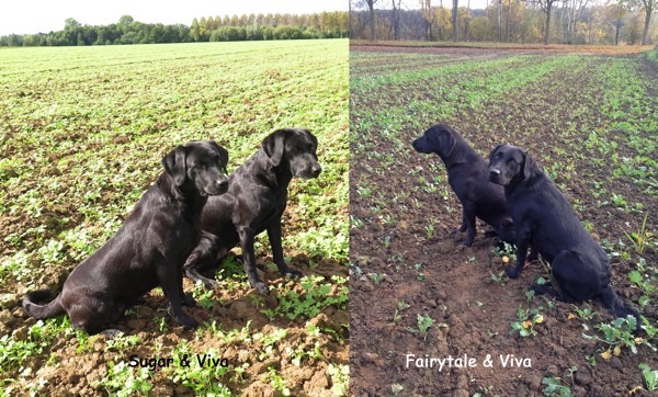 Jagd V& FT & S_bearbeitet-1