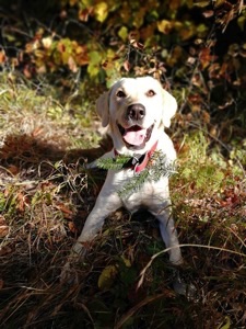 Summer Fährte 500 m