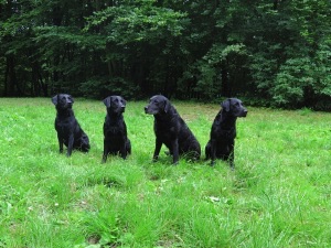 Sysse und Söhne.jpg